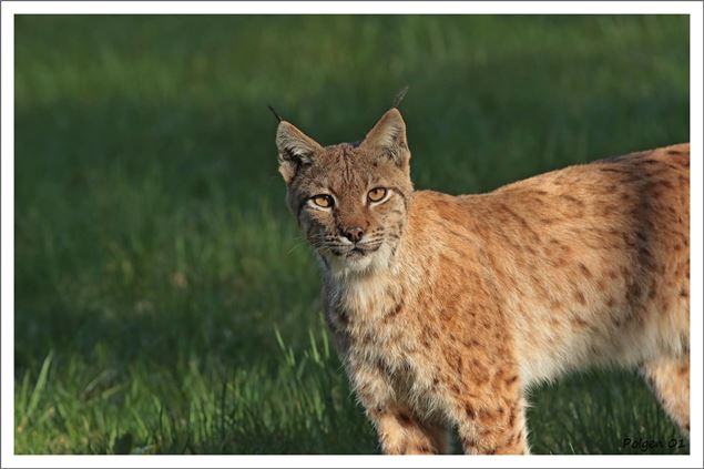 Bienvenue sur le territoire du lynx boréal ! - Polgen 01