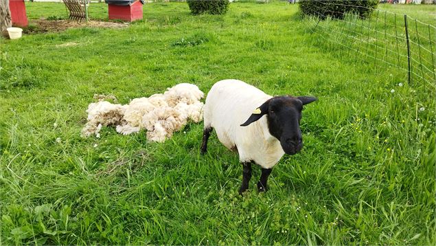 Mouton à tête noire - Mélanie Grivel