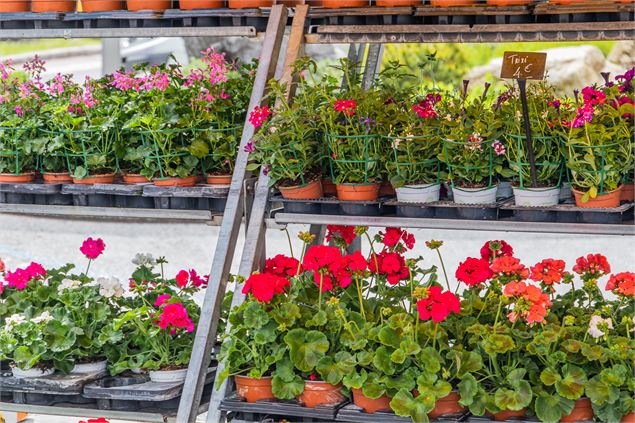 geraniums