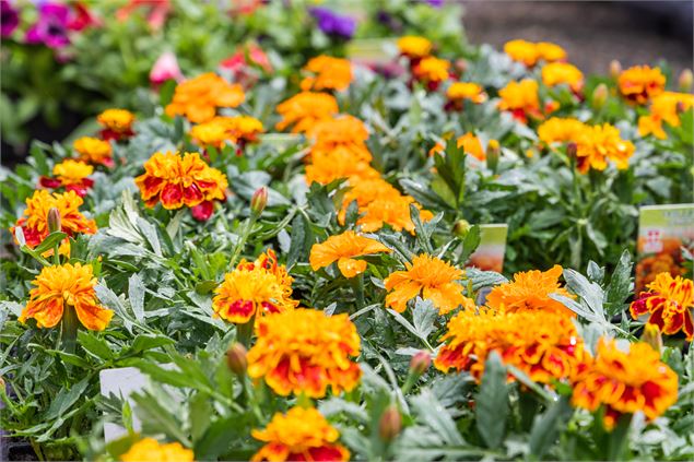 Marché aux fleurs_Combloux