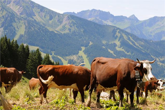 Emmontagnée - Châtel Tourisme