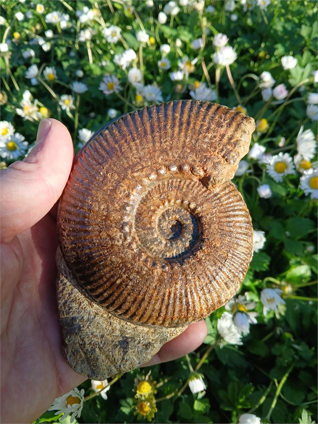 ammonite - F Gaudry