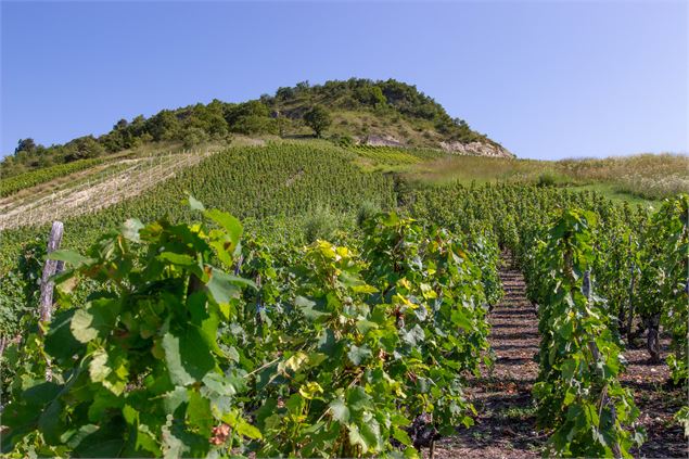 vignes dans le Bugey en été - Vincent Maistre Bazin / Plaine de l'Ain Tourisme