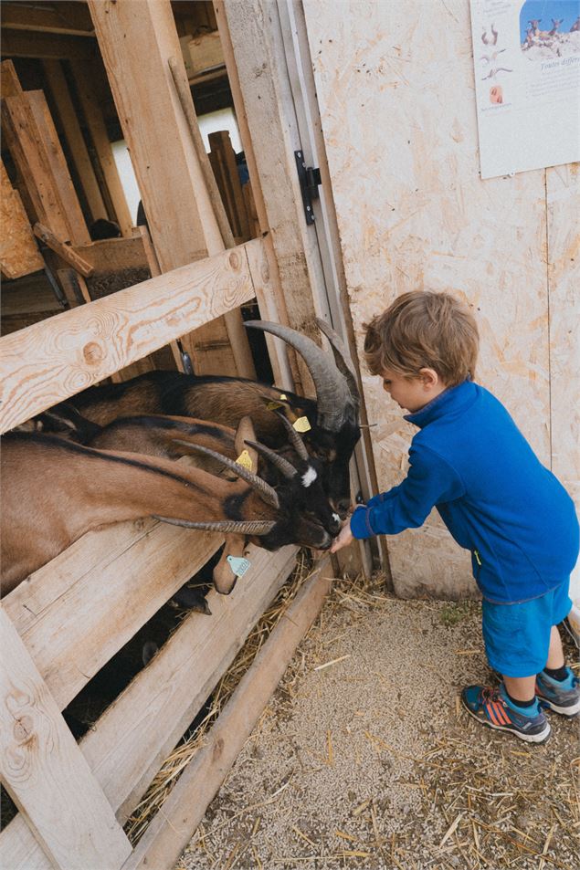 Goûter à la Ferme_Bellevaux - La Ferme du Mourian