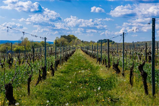 les vignes du Domaine Trichon dans le Bugey - Vincent Maistre Bazin / Plaine de l'Ain Tourisme