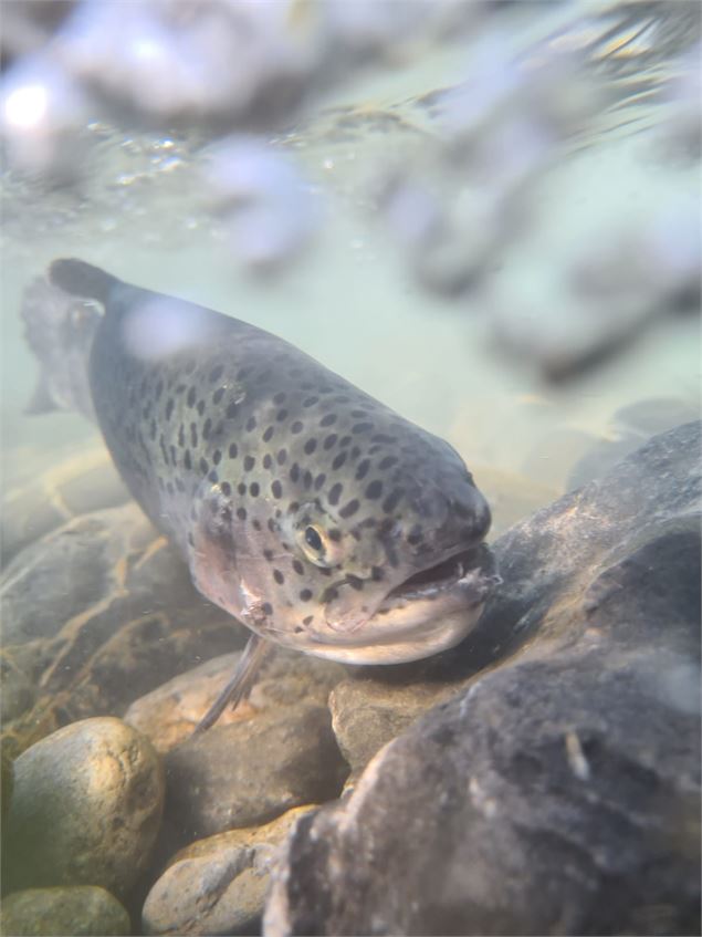 Concours de Pêche de l'AAPPMA de Valloire - Marie Collomb / Valloire Tourisme