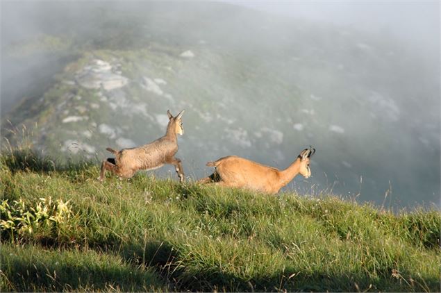 Chamois au coeur de la Reserve - ©PNRMB