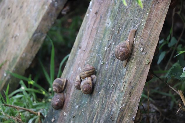 Visite-dégustation au Domaine de l'escargot_Servas - ©OTGBA - D.R.
