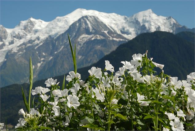 1ère visite guidée de la saison au Jardin des Cimes_Passy