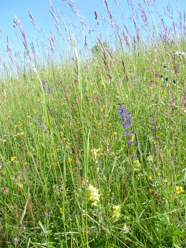 Poèmes en prairie fleurie - ® Les Éditions San Kukaï_3