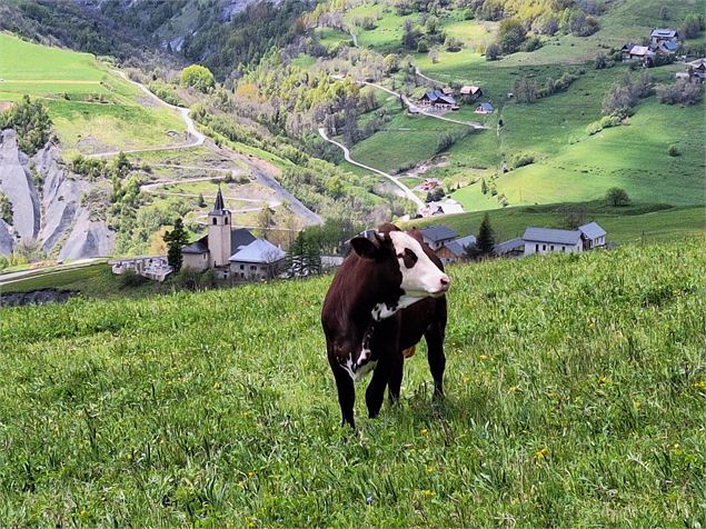 Vache devant l'Eglise de la Tour - OT SSA