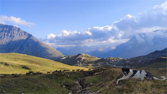 Rencontre avec les bergers_Sainte-Foy-Tarentaise