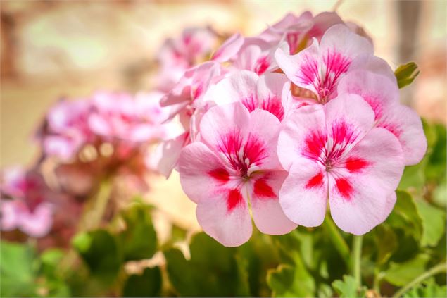 Marché aux fleurs | Morgins - Laurence Leuba