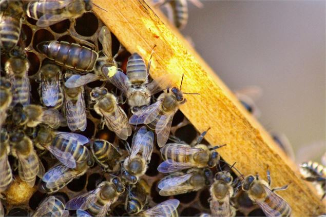 Complète - Formation apiculture - Rucher des Allobroges - section Chambéry