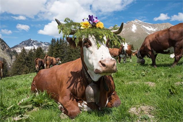 Les vaches de la Ferme du Caly à l'alpage de l'eau pour l'emmontagnée.