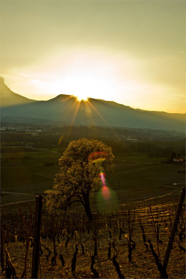 OT COEUR DE SAVOIE - OT