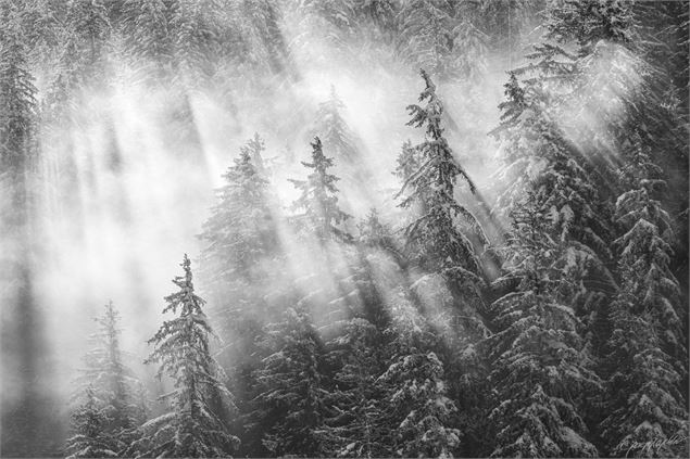 CINÉCIMES : Exploration photographique en quête de gypaètes_Pralognan-la-Vanoise