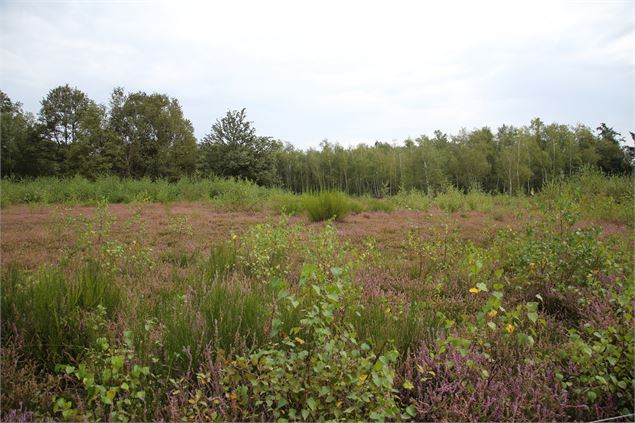 ENS lande tourbeuse des Oignons - Marie-Lou Novene