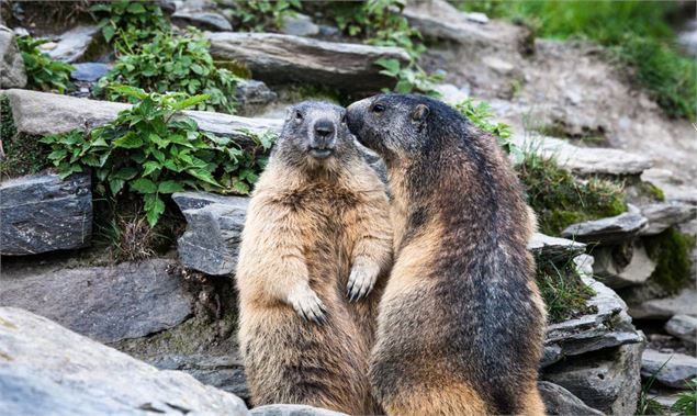 Marmottes - Marie-Odile Dion
