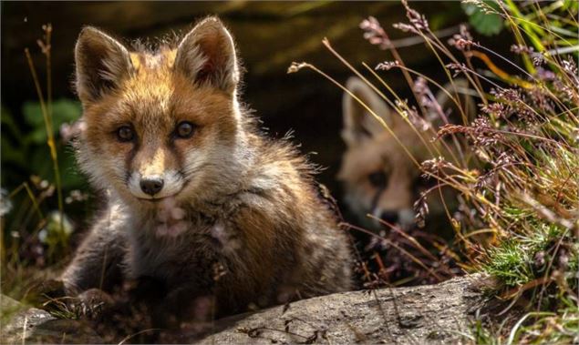 Renard - Marie-Odile Dion