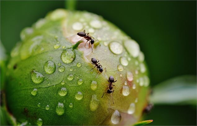 fourmis sur une fleur - OTHMV