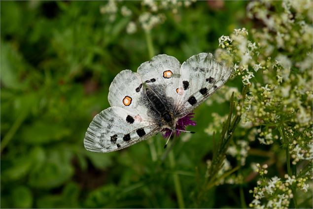 Animation nature: Papillons, une vie à tire-d'aile_Échenevex - Nina HUGUET