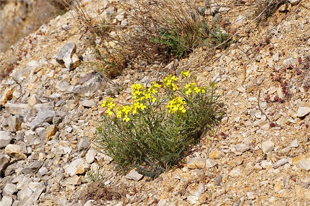 Animation nature: Les espèces exotiques envahissantes_Pougny - Christine Caillière