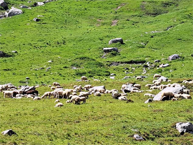 Montée en alpages aux Ayères
