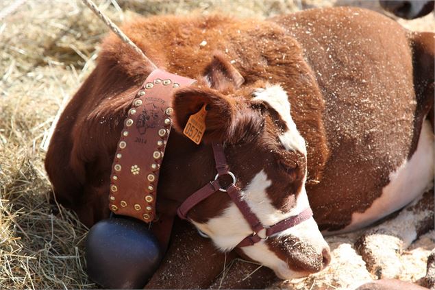 Concours agricole de la race Abondance_Megève - dr
