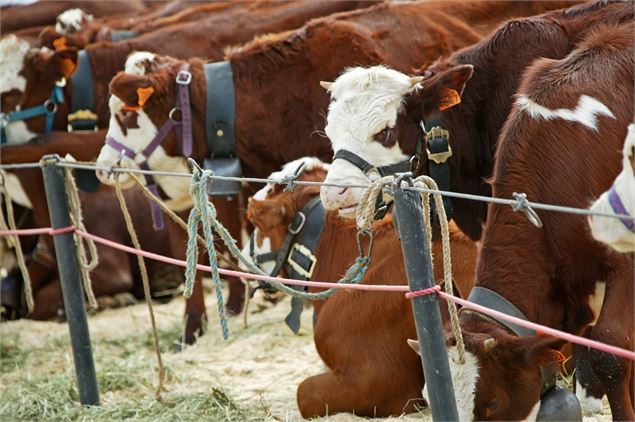 Concours_agricole_Race_Abondance_Megève - dr