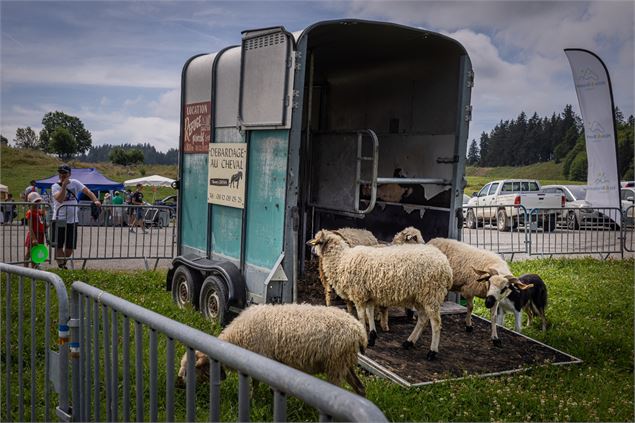 Les moutons qui sortent de leur remorque - Môle & Brasses Tourisme