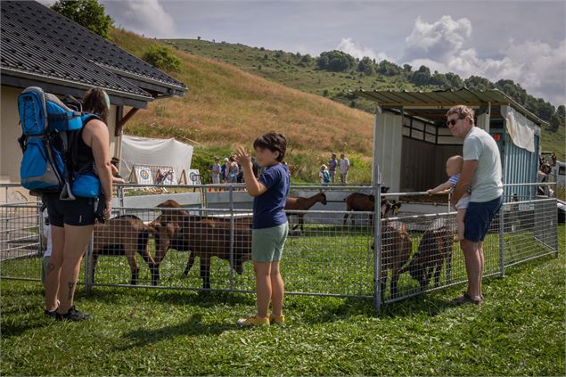 Les chèvres de la Trappaz dans leur enclos - Môle & Brasses Tourisme