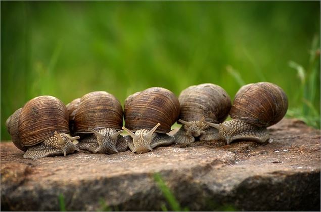 Les Apéros des Escargots à Vieu - Escargots de la Source