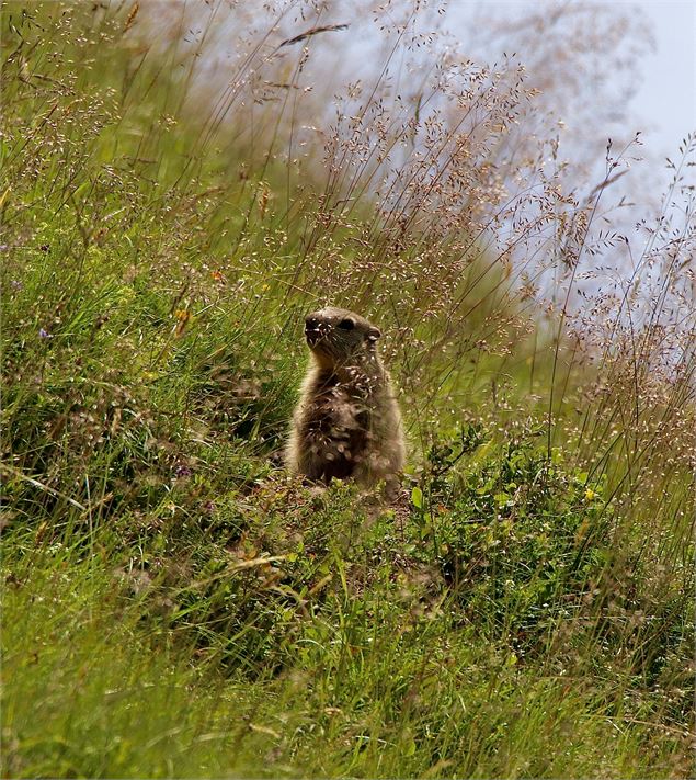 Marmotte en alpage - CCPMB