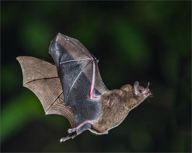 Chauve-souris en vol - Atelier des Ecobrifiques et Colocaterre