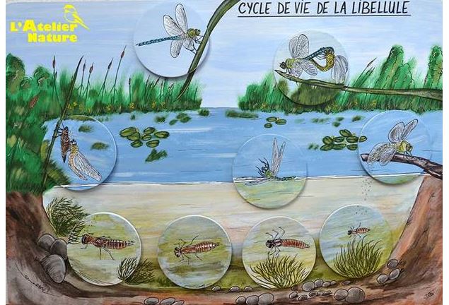 Jeux et observation des animaux au Parc des Dranse, animés par Emilie du service environnement de la