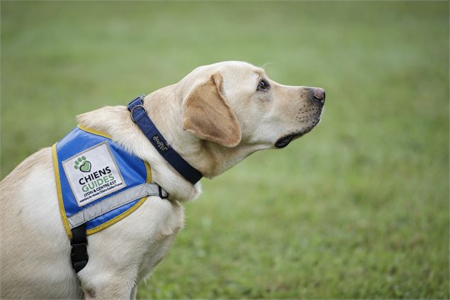 La journée des chiens guides