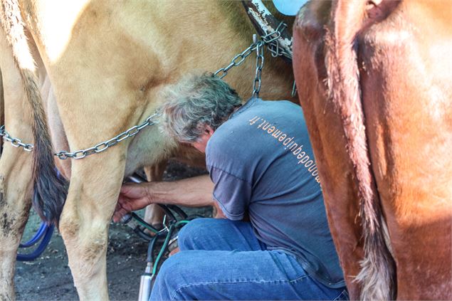 Traite des vaches - OT SSA