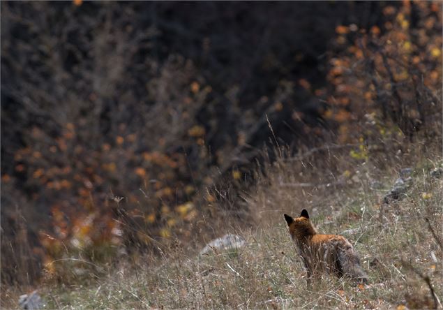 Animation nature: Dans la peau d'un animal - Service EVPDD