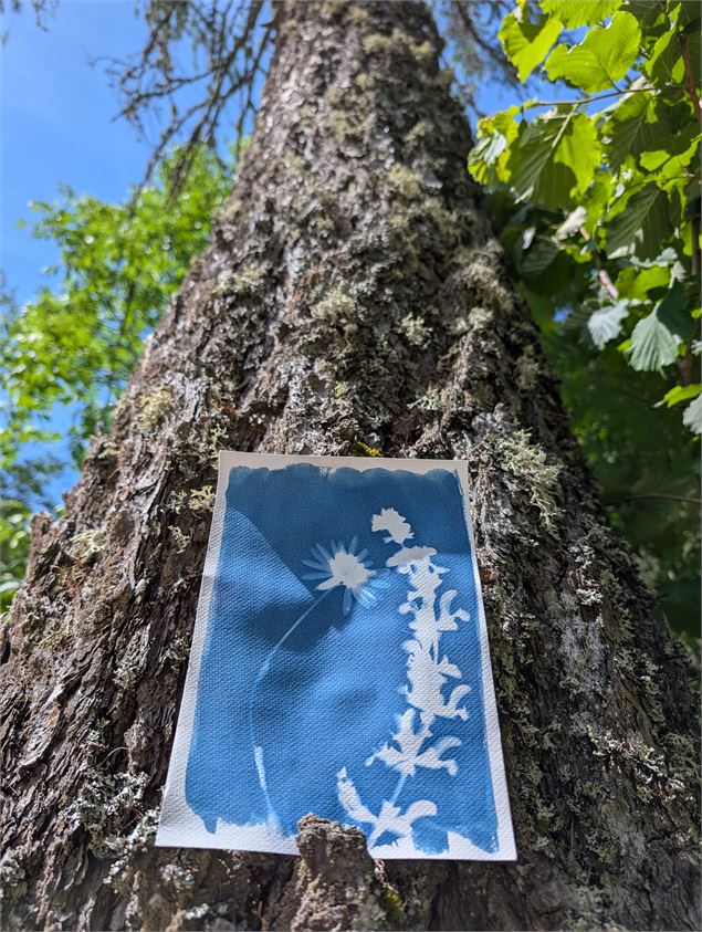 Atelier découverte du Cyanotype - Maison de la Forêt - Aurélie Fiorucci