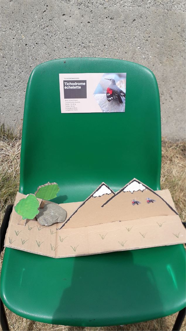 Animation nature au Jardin Alpin : Chasse aux fleurs du jardin alpin_Val-Cenis - JF Durand