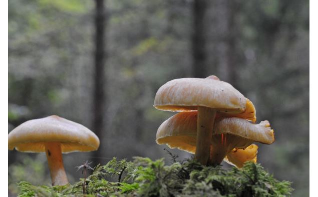 Decouverte des champignons