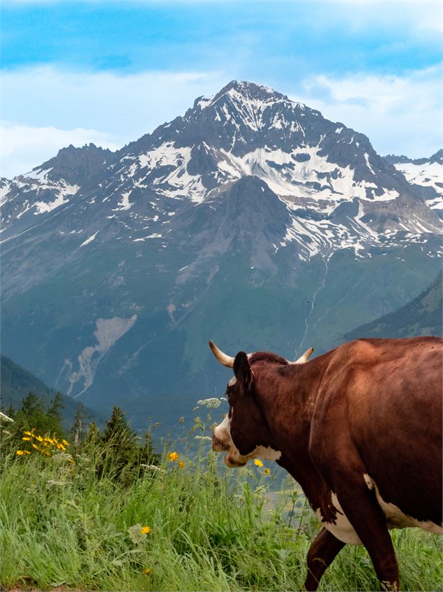 vache en alpage - OTHMV