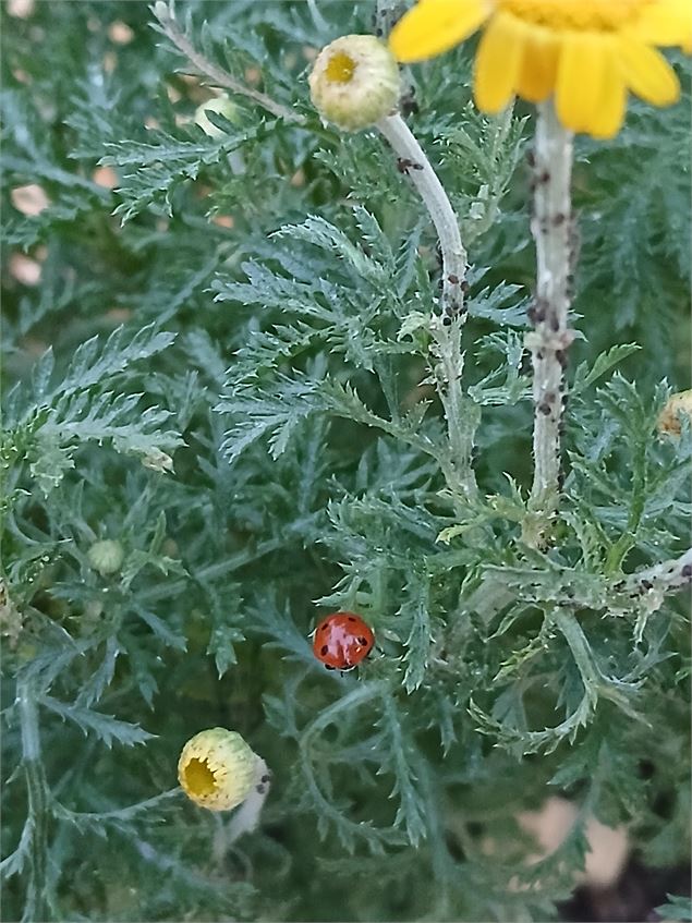 Instants découvertes - Animation P'tites Bêtes du Jardin_Aranc