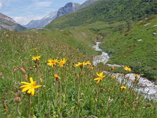 Pralognan-la-Vanoise : balade apéritive aux saveurs sauvages - DD-FACIM