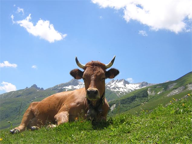 vache de race Tarine - M. Nguyen - Fondation Facim