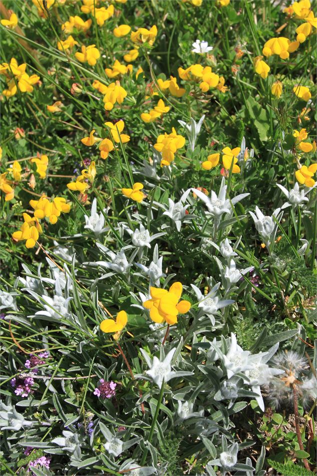 Activité nature au Jardin Alpin du Mont Cenis : 