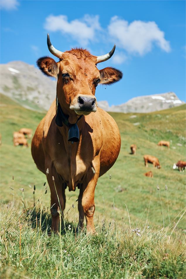 Saveurs d'Alpage | Evolution 2 & la Coopérative laitière de Haute Tarentaise_La Rosière - Montvaleza