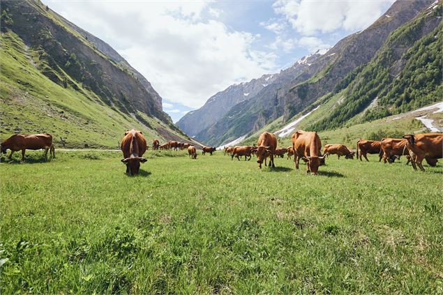Saveurs d'Alpage | Evolution 2 & la Coopérative laitière de Haute Tarentaise_La Rosière - Montvaleza