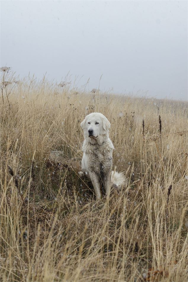 Exposition : Paysage du loup_Albertville